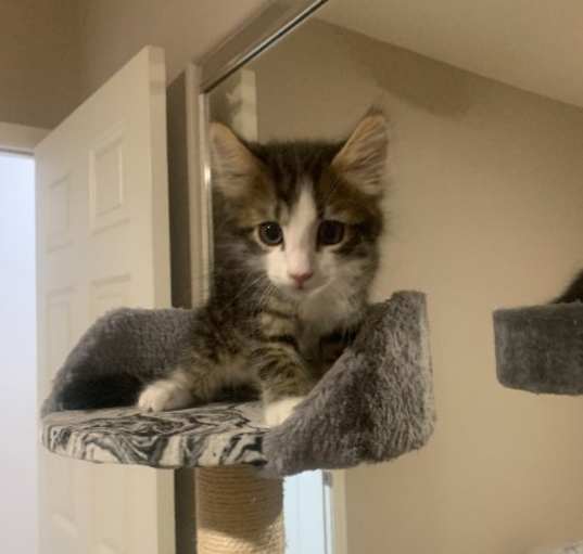 Photo of Chestnut