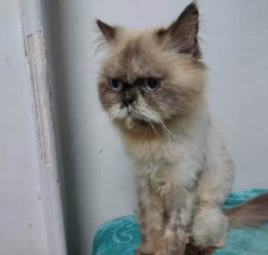 Photo of Kaya (Persian/Himalayan)