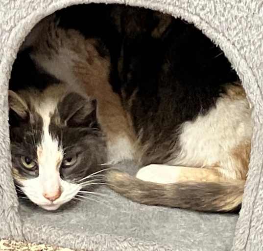 Photo of Kitty Foremen