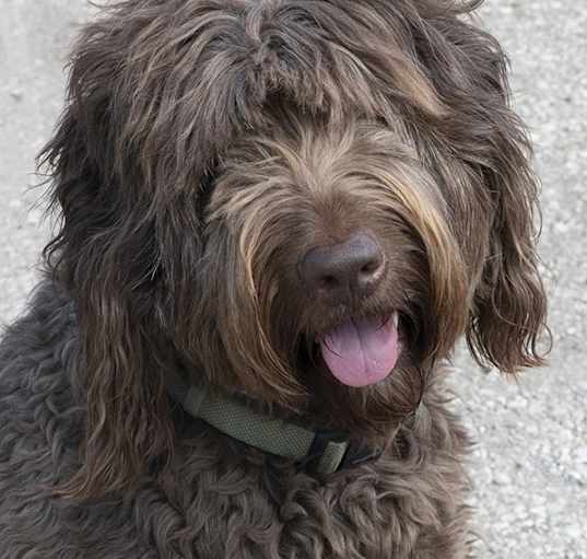 Photo of Cocoa