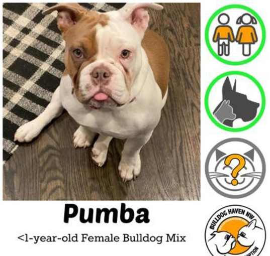 Photo of Pumba