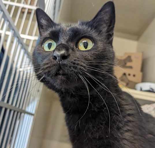 Photo of Callisto (bonded W/ Europa)