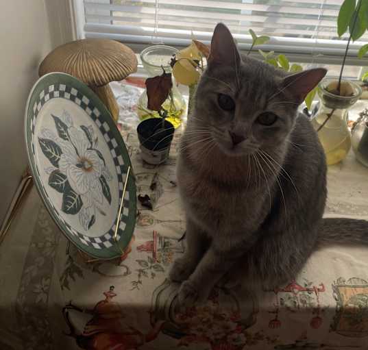 Photo of Lady