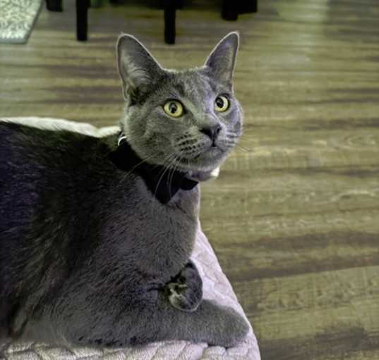 Photo of Bluey
