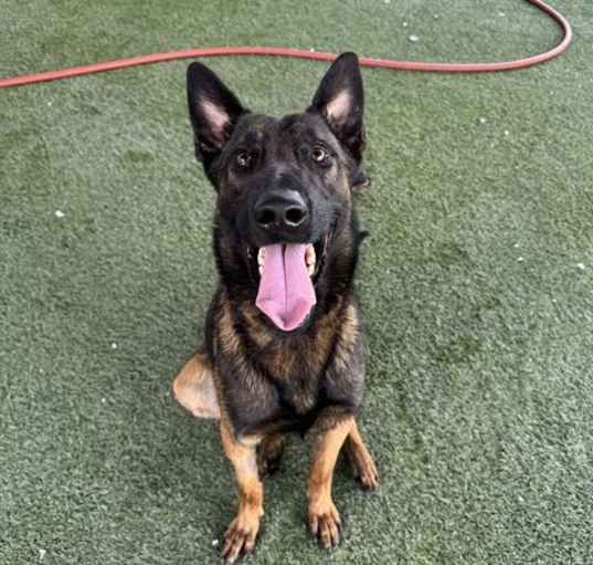 Photo of BOLT