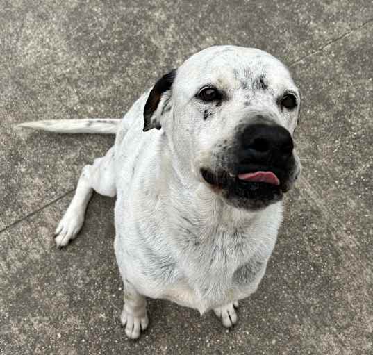 Photo of Pearl