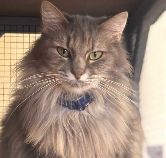 Photo of Fluffy