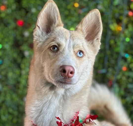 Photo of Loki