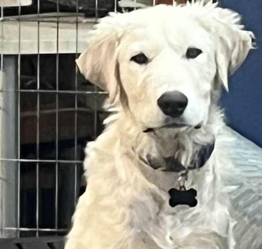 Photo of Skye