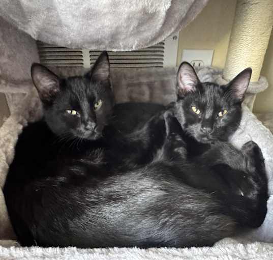 Photo of Xaden & Violet