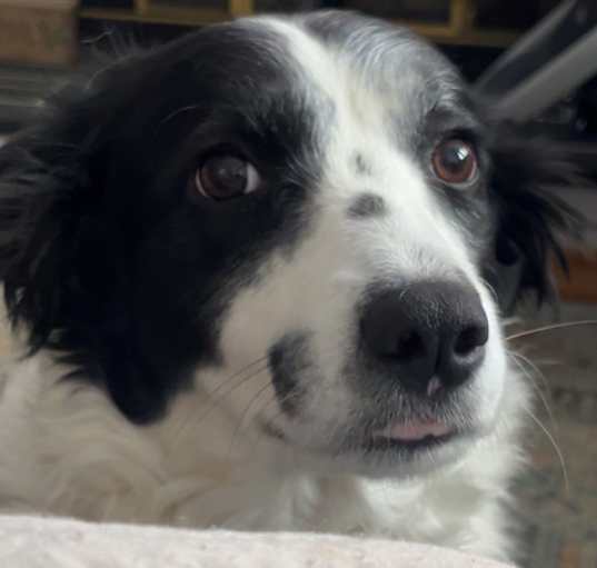 Photo of Pepper