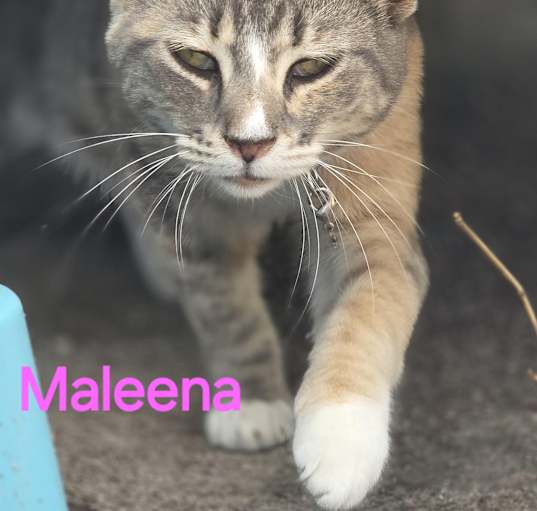 Photo of Maleena