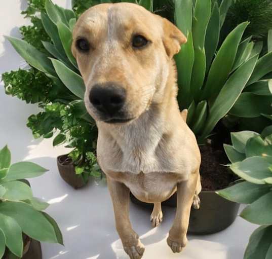 Photo of TULIP