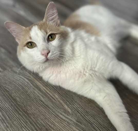Photo of Buckie