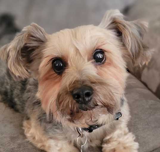 Photo of Shyla