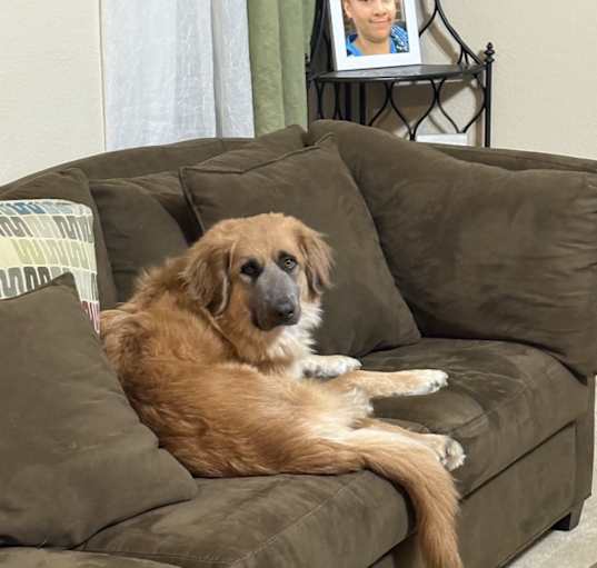 Photo of Lucky