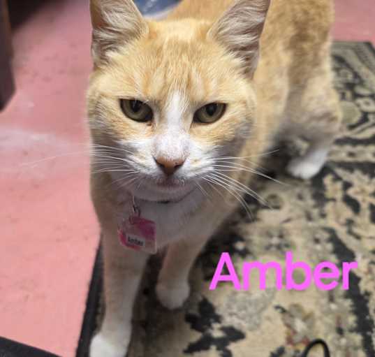 Photo of Amber