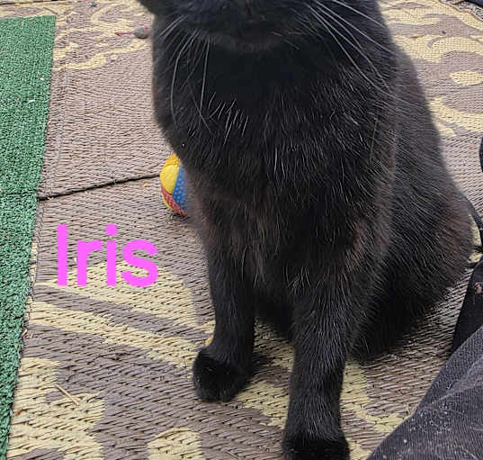 Photo of Iris