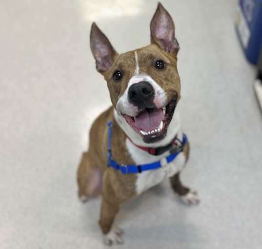 Photo of Baxter
