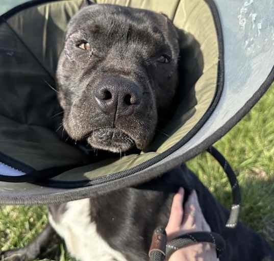 Photo of FLINT