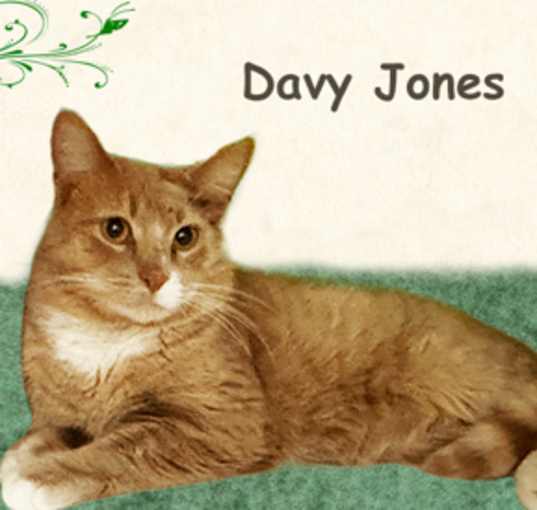 Photo of Davy Jones