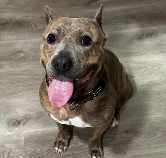 Photo of Enzo