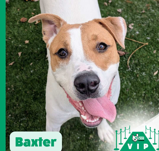 Photo of Baxter