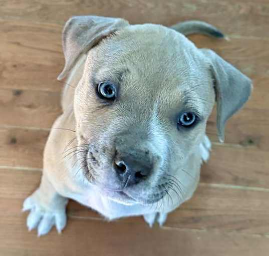 Photo of Bean (FTF- Albany County Only)
