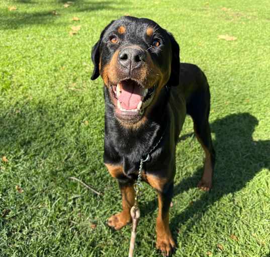 Photo of Dante