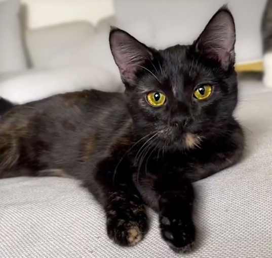 Photo of Suki
