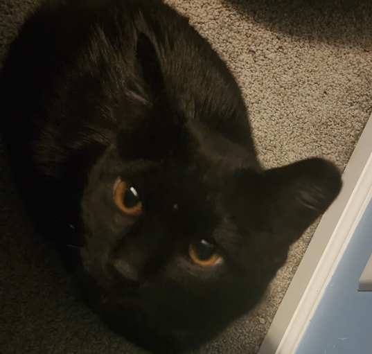 Photo of Murphy