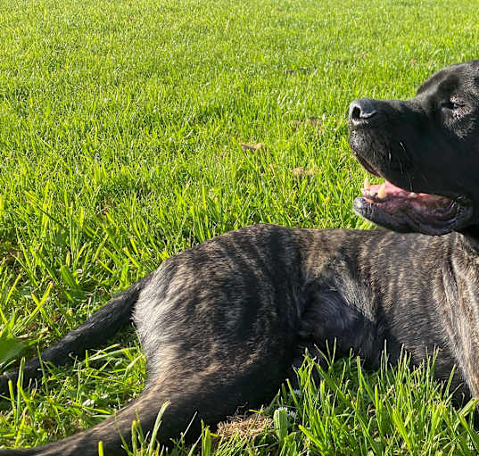 Photo of Theo