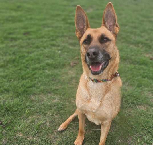 Photo of Gunner