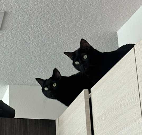 Photo of Bleach and remi