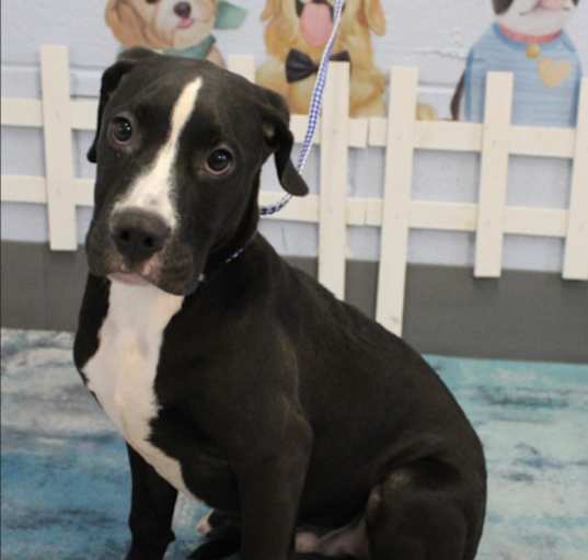 Photo of Omega PLEASE HELP!