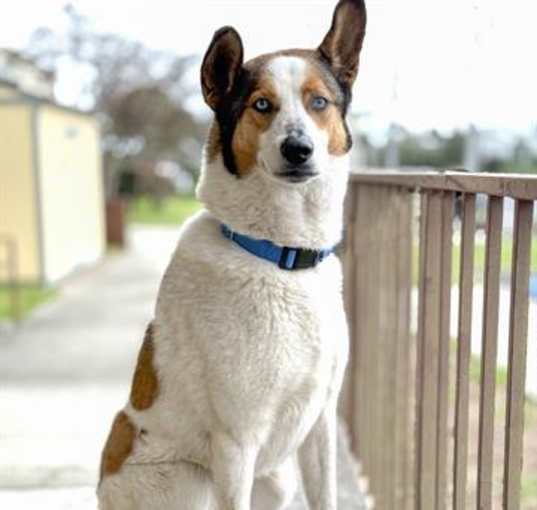 Photo of HENRY