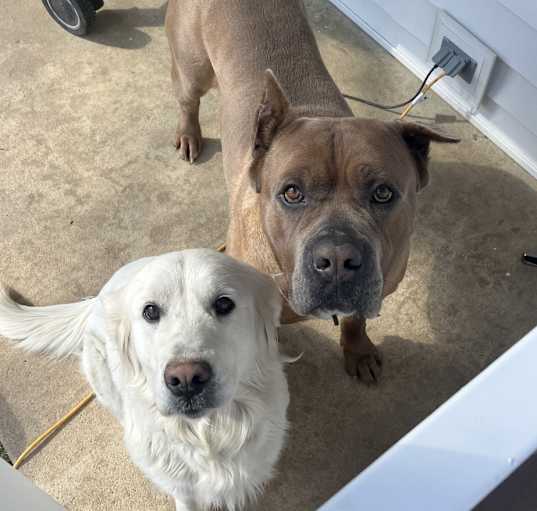Photo of Jax
