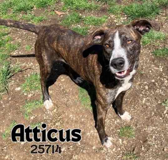 Photo of Atticus
