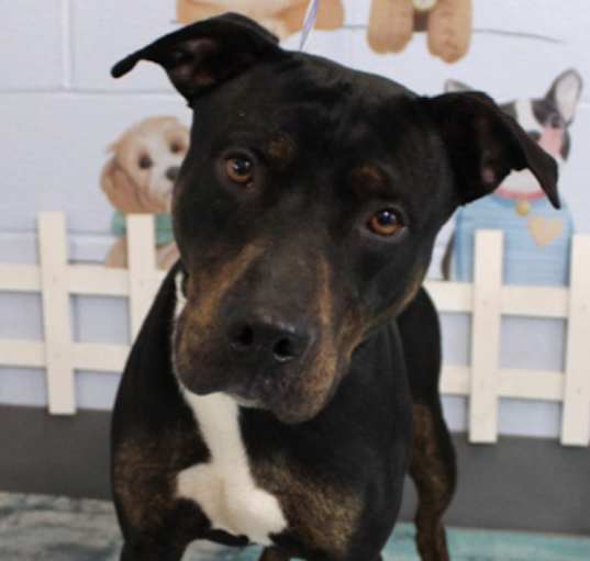 Photo of Toro URGENT HELP NEEDED!