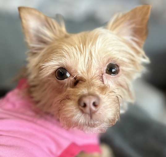 Photo of Paisley