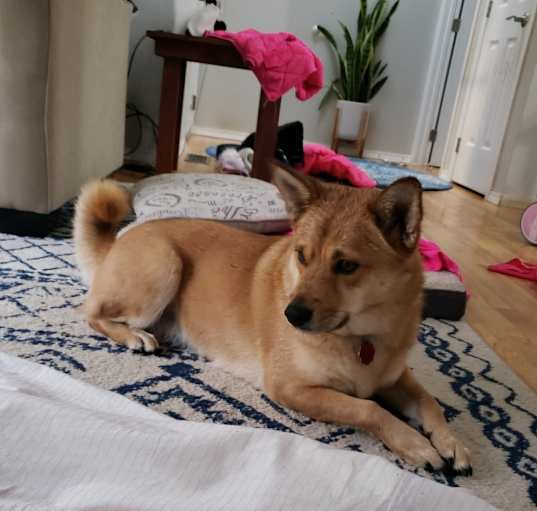 Photo of Kira