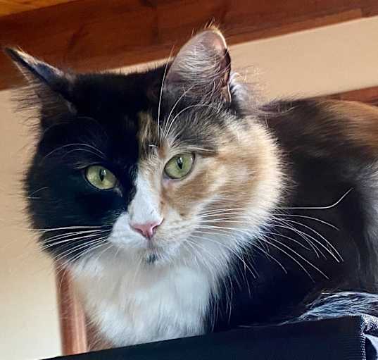 Photo of Lucy