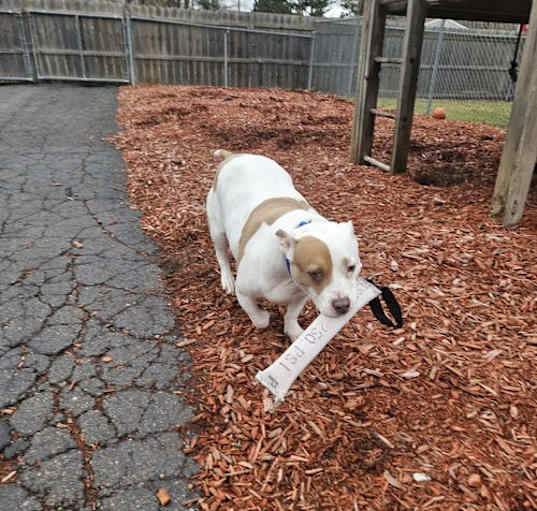 Photo of Roxy
