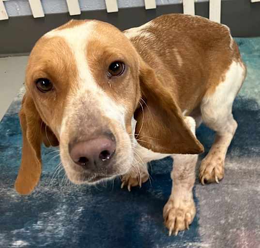 Photo of Duke URGENTLY NEEDS HELP!