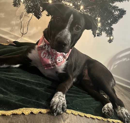 Photo of Oreo