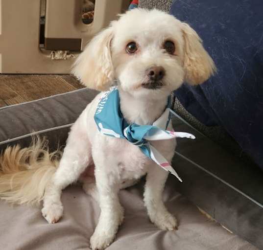 Photo of Rusty