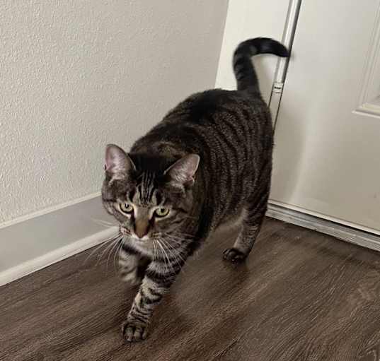 Photo of Nova