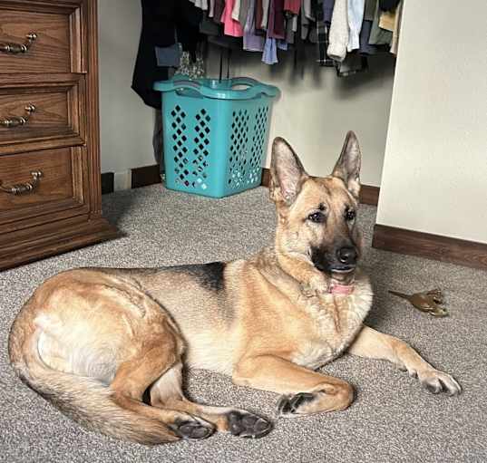 Photo of Nala