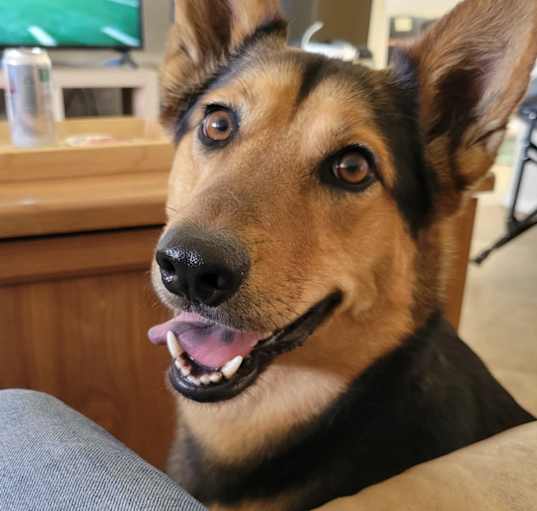 Photo of Layla