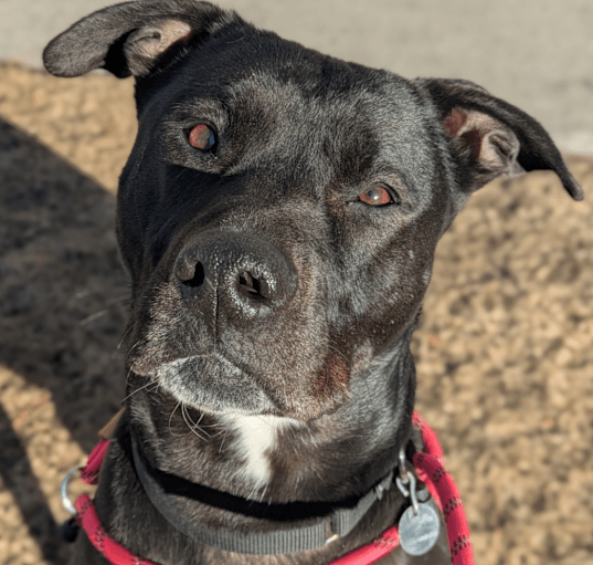 Photo of Samson